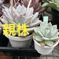 厳選‼️ホーリンゼ　自家受粉　多肉　エケベリア　親株はbeehouseさん苗のサムネイル