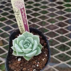 peco♡只今断捨離中様 リクエスト 2点 まとめ商品