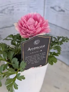 【現品・ポットまま発送】超希少　アネモネクラシカルピンク⑯