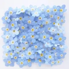◆ねこハチ◆【ドライフラワー】勿忘草/わすれな草/忘れな草（929） ◇ねこハチ様専用◇【ドライフラワー】勿忘草/わすれな草/忘れな草