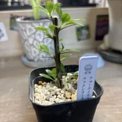 m74011680346_1.jpg?1768376657