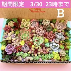 多肉植物　カット苗　詰め合せ　寄せ植えセット　エケベリア　セダム　箱いっぱい　B