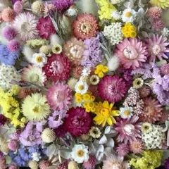 No.259 ドライフラワー ♪カラフルMIXアソート
