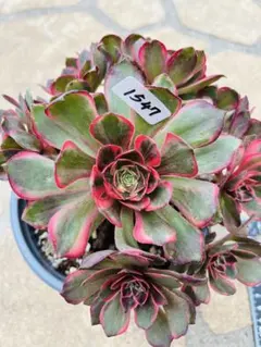 2026年最新】アエオニウムの人気アイテム - メルカリ