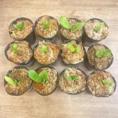 ビカクシダ セット リドレイドワーフ マダガスカリエンセ スパーバム