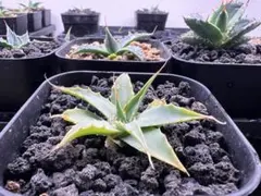 まるこびっち様 リクエスト 2点 まとめ商品