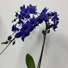 ①正規品　希少品種　胡蝶蘭　コチョウラン　ファレノプシス　ブルージーン　パープル ②正規品 希少品種 胡蝶蘭 コチョウラン ファレノプシス ブルージーン
