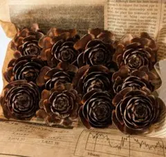 565：シダーローズ