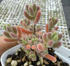 ドロサンテマム 蜜橘 5cm鉢 多肉植物 - メルカリ