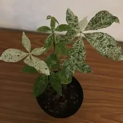 パキラ　実生　斑入り　５号鉢つき　激レア❗一点モノ❗ 2025年最新】パキラ 斑入り 実生の人気アイテム - メルカリ