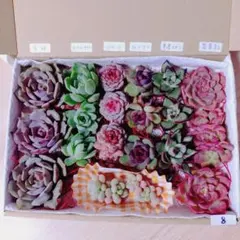 8.多肉植物　エケベリア　カット苗詰め合わせ　名前付き