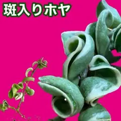 2026年最新】品種名：ホヤ その他観葉植物の人気アイテム - メルカリ