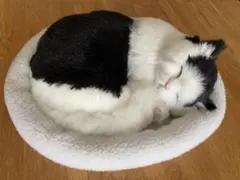 本物そっくり　スヤスヤ眠る猫ちゃん