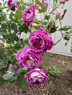 2026年最新】木立バラの人気アイテム - メルカリ