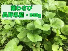 葉わさび　500g 長野県産 検）ワサビ　沢さわび　花わさび 山菜のサムネイル