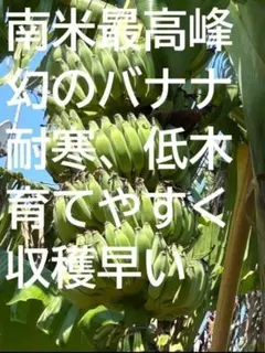 100㎝◆幻の、ゴールデンブラジル.バナナ苗◆耐寒強く低木.早生で収穫早い優等種 2026年最新】ゴールデンブラジルバナナの人気アイテム - メルカリ