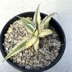 2025年最新】フロスト アガベの人気アイテム - メルカリ