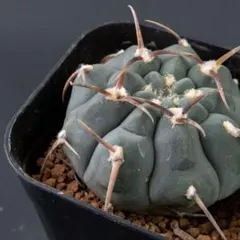 ボ*ド様 亀甲スーパー バッテリー 実生 太刺選抜 鉢植え メルカリ便送料込み 2025年最新】ギムノカリキウム バッテリーの人気アイテム - メルカリ