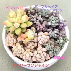 2026年最新】ダーリーサンシャインの人気アイテム - メルカリ