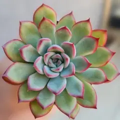 ニコル様 リクエスト 3点 まとめ商品