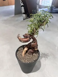 2026年最新】メストクレマ ツベローサムの人気アイテム - メルカリ