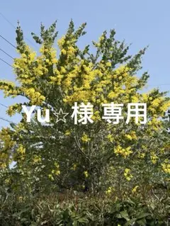 Yu⭐︎様 専用　パールアカシア