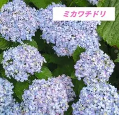 くうちゃん様 リクエスト 2点 まとめ商品