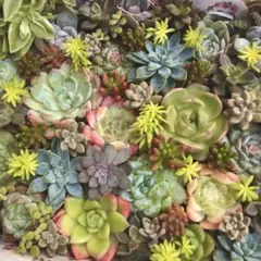 多肉植物 カット苗詰め合わせ③ 寄せ植え 普及種 韓国苗 多肉弁当コンパクト発送