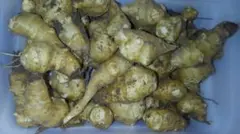 菊芋　約1Kg強（梱包込み）