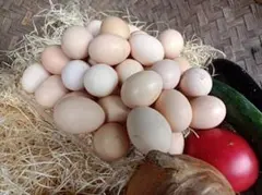 2025年最新】チャボ 卵の人気アイテム - メルカリ