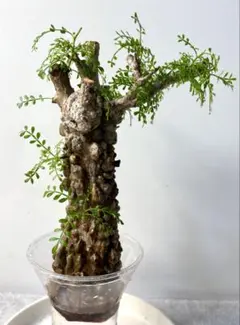 2026年最新】パキプス ベアルートの人気アイテム - メルカリ