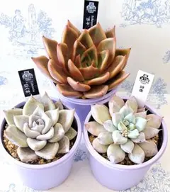 2025年最新】優木園 雪蜂の人気アイテム - メルカリ