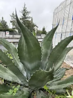 2025年最新】プロトアメリカーナの人気アイテム - メルカリ