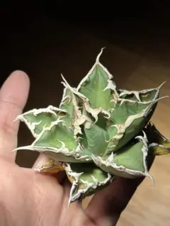 2026年最新】アガベ チタノタ 狼人の人気アイテム - メルカリ