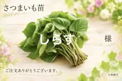 栗かぐや 10本 新鮮さつまいも苗 無農薬 - メルカリ