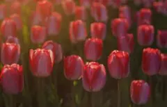 STANCE スタンス ソックス 靴下