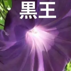 大輪朝顔★黒王の苗★青斑入蝉葉濃葡萄鼠丸咲大輪（黒王）✦9センチポットのサムネイル