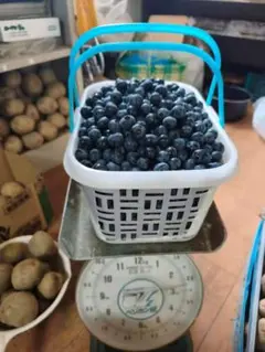 ブルーベリー 島根県産 農薬：栽培期間中不使用 3kg クール便発送 ブルーベリー 島根県産 農薬：栽培期間中不使用 3kg クール便発送