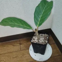 うににんさま専用 フィカス アフリカンプリンス フォロー割引希少 全国送料込 ツダ様ご予約 フィカス アフリカンプリンス 110㎝ 超希少 レア 入手