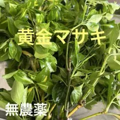 黄金マサキ切り枝