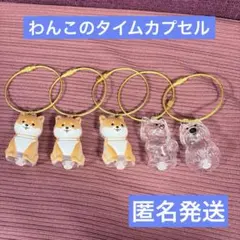 わんこのタイムカプセル　まめ　モコ　ラテ　けだまり　犬の毛　匿名発送
