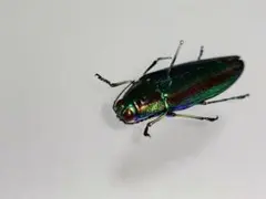 昆虫標本 クロホシタマムシ標本5匹セット - メルカリ