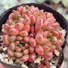 なつこ様 リクエスト 2点 まとめ商品