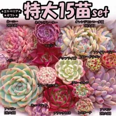 韓国苗　多肉植物　特大 エケベリア　ギフト　15苗セット【SP58】