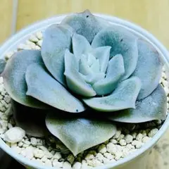 2025年最新】多肉ラブリーローズの人気アイテム - メルカリ