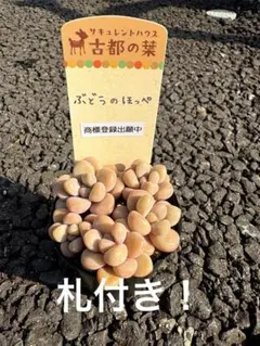 2026年最新】古都葉苗の人気アイテム - メルカリ