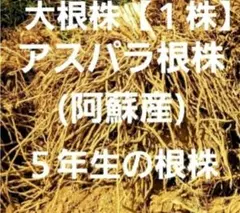 アスパラガス5年目 根株(5年ものの根株は流通少なく希少価値があると思います ) 2026年最新】アスパラ 根の人気アイテム - メルカリ