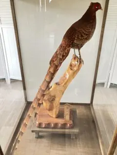 2025年最新】ヤマドリ剥製の人気アイテム - メルカリ