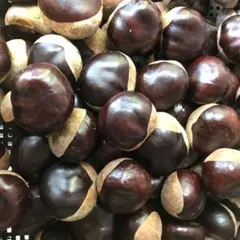 栃の実　10kg 令和7年産　北海道産 令和7年 乾燥 栃の実 とちの実 4kg相当 北海道 - メルカリ