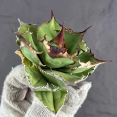 2026年最新】白犀の人気アイテム - メルカリ